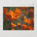 Recherche de amérique du nord cartes postales C'est à dire