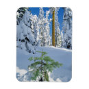 Recherche de neige couverte magnets Sapin