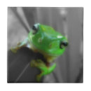 Recherche de grenouilles carreaux Amphibie
