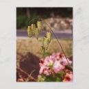 Recherche de mauvaises herbes cartes postales Semences