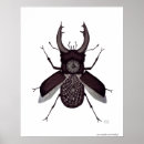 Recherche de scarabées posters Pour tous