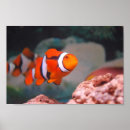 Recherche de nemo Poissons
