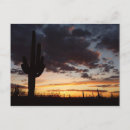 Recherche de saguaro cartes postales Photographie