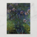 Recherche de agapanthus cartes postales Floral