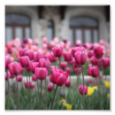 Recherche de tulipe violette posters Floral
