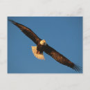 Zoek naar roofvogels briefkaarten Arend