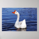 Zoek naar witte vogel posters Oranje