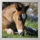 Recherche de poney posters Sauvage