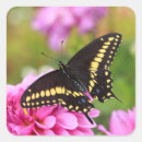 Recherche de machaon noir Ailes