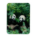 Recherche de comportement magnets Faune