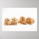 Recherche de golden retriever posters Puppy