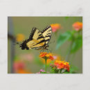 Zoek naar butterfly briefkaarten Zomer