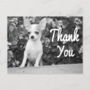 Recherche de de chiwawa cartes postales Chewawa