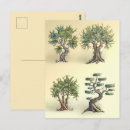 Recherche de oliviers cartes postales Pour elle
