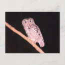 Recherche de de hibou cartes postales Nuit