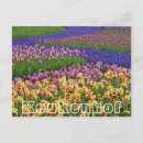 Recherche de fleurs de tulipe cartes postales Hayon