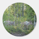 Recherche de laponie magnets Nature