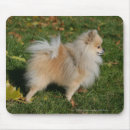 Recherche de profil tapis souris Photographe canin