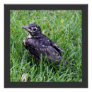 Recherche de oiseau de bébé posters Faune