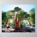 Recherche de juniper posters Botanique