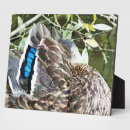 Recherche de plumes plaques Animaux