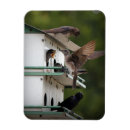 Recherche de martinique magnets Famille