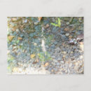 Recherche de galet cartes postales Photographie