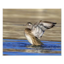 Recherche de canards sauvages posters Sauvagine