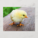 Recherche de fosse cartes postales Poulet