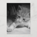 Recherche de chaton blanc cartes postales Adorable