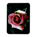 Recherche de rose rouge magnets Nature