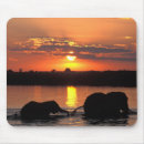 Recherche de le botswana tapis souris Animal