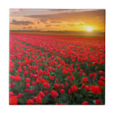 Zoek naar tulpen tegels Nederland
