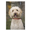 Zoek naar labradoodle meer kunst Dier