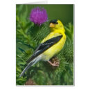 Recherche de chardonneret cartes postales Faune