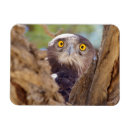 Recherche de aigle magnets Jour
