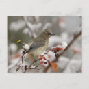Recherche de aubépine cartes postales Oiseau
