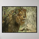 Recherche de animaux uniques posters Chat