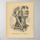 Zoek naar medical kunst Anatomie