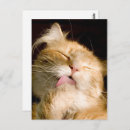 Recherche de maine coon cartes postales Mignon