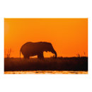 Recherche de le botswana posters Éléphant
