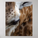 Recherche de tête de girafe posters Zoo