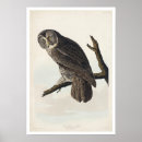 Recherche de illustration hibou posters Ornithologie
