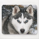 Recherche de husky tapis souris Chien