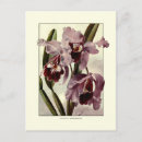 Recherche de cattleya cartes postales Vintage