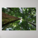 Zoek naar regenwouden posters Landschappen