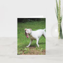 Recherche de boxeur blanc vœux cartes Animal