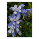 Recherche de columbine cartes postales Pourpre