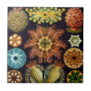 Recherche de vie aquatique carreaux Mer