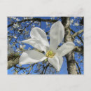 Zoek naar blauwe magnolia briefkaarten Lente